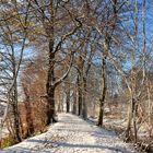 Winter Woodland Walk