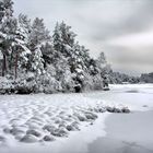 Winter woods