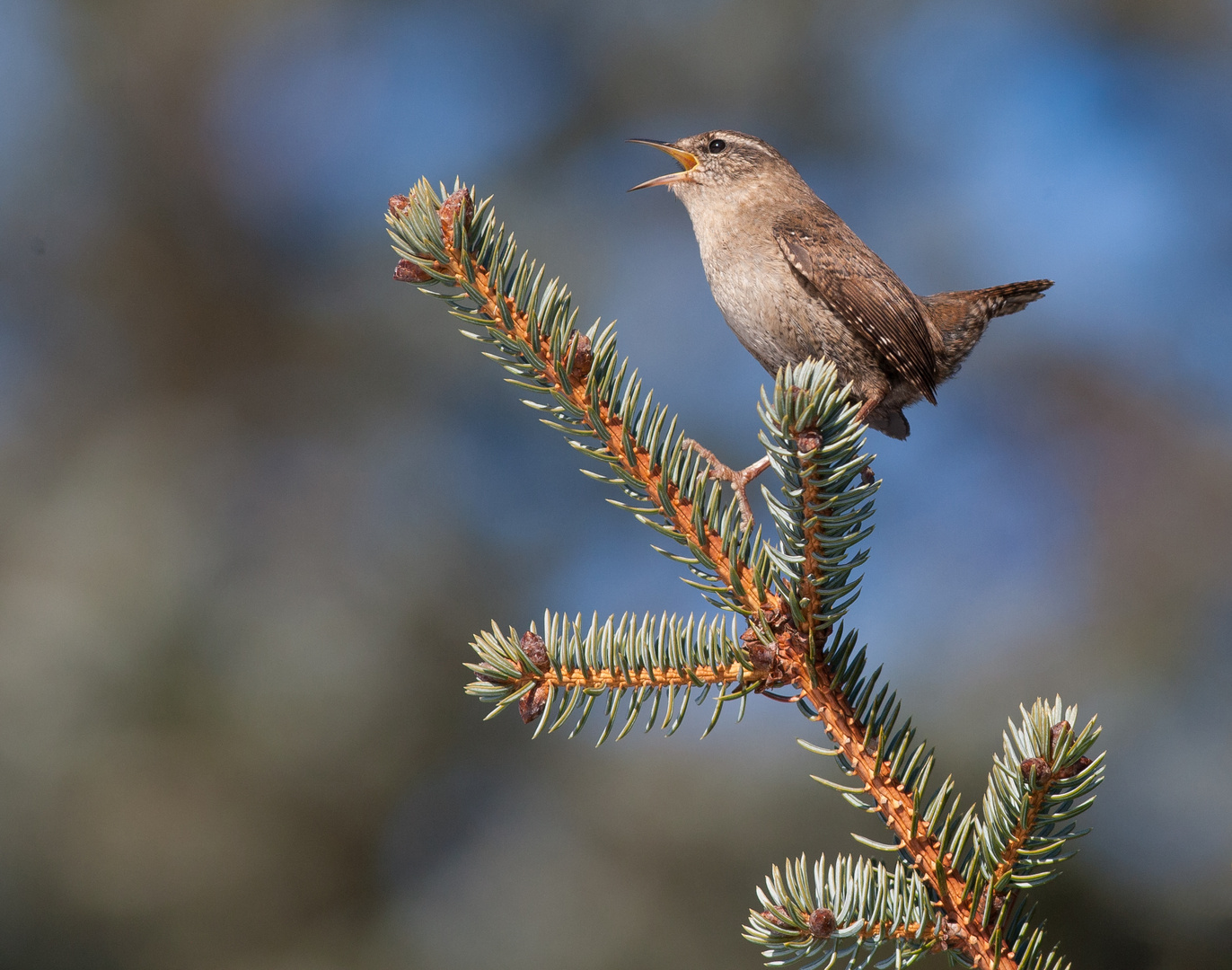 Winter Wren