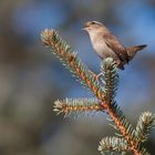 Winter Wren