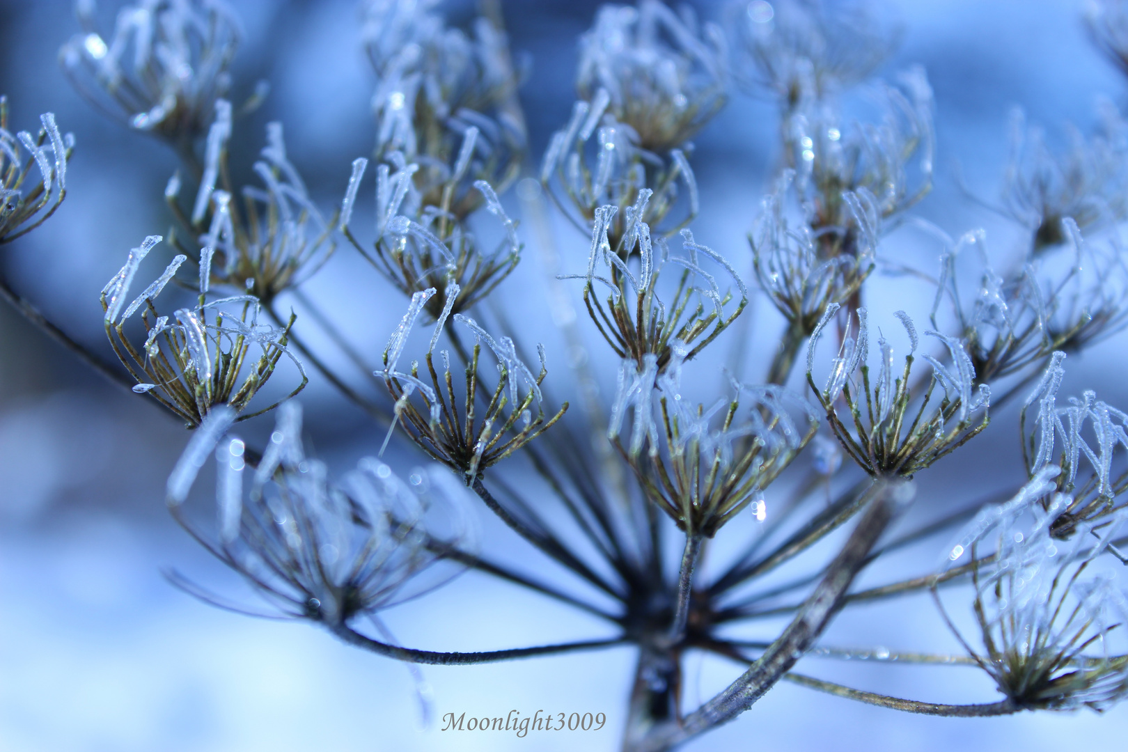 Winter-Wunder-Land