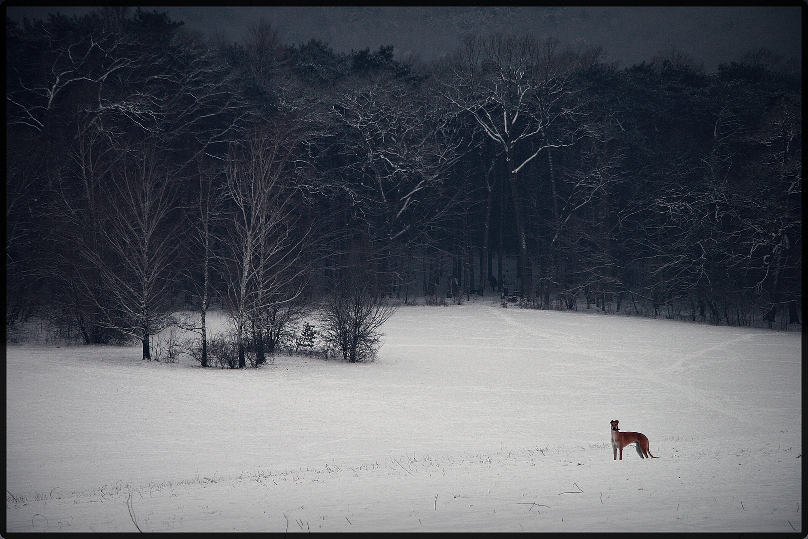 Winter-Wunderland