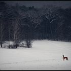 Winter-Wunderland