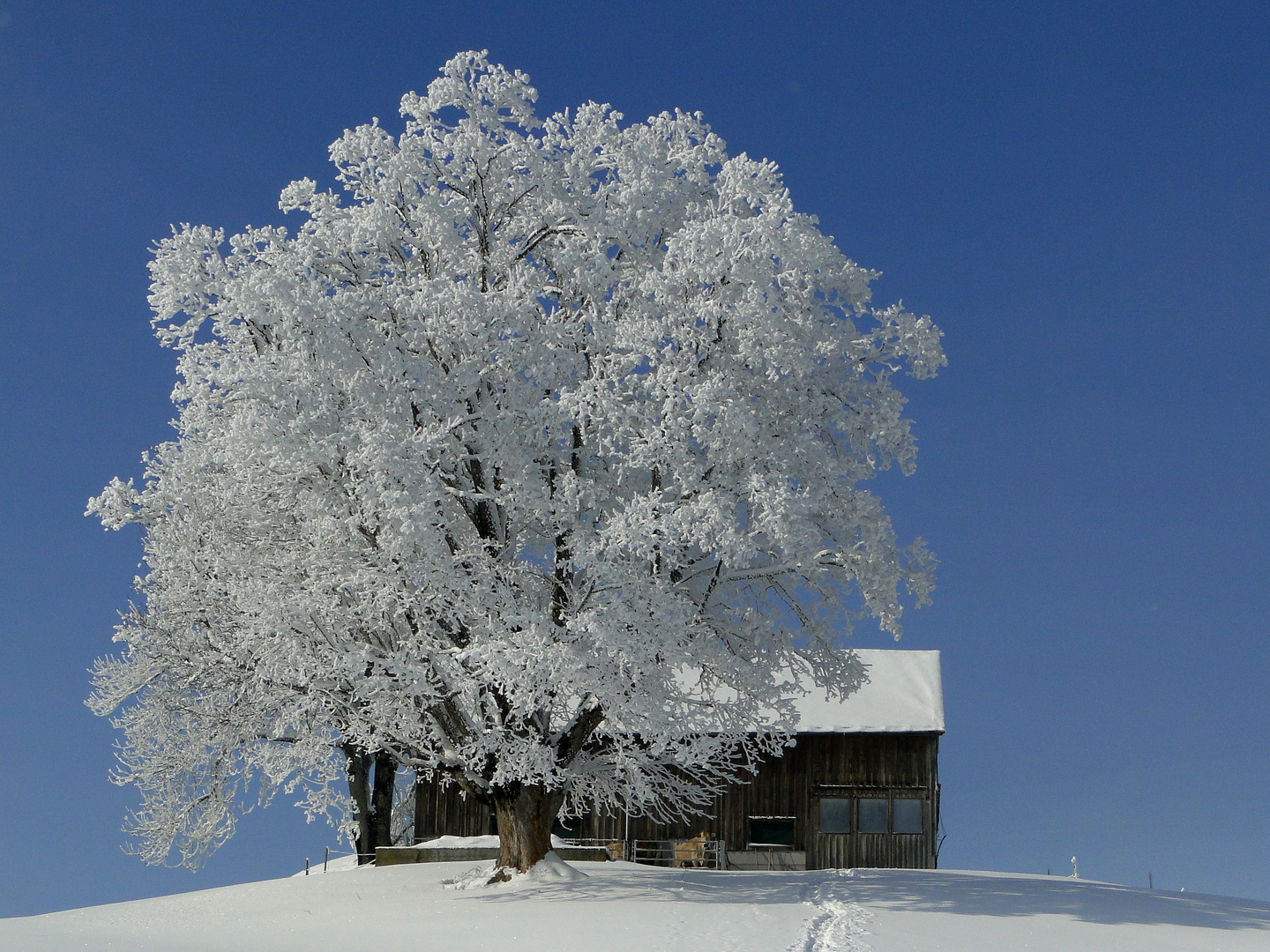 Winter Wunderland 3