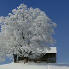 Winter Wunderland 3