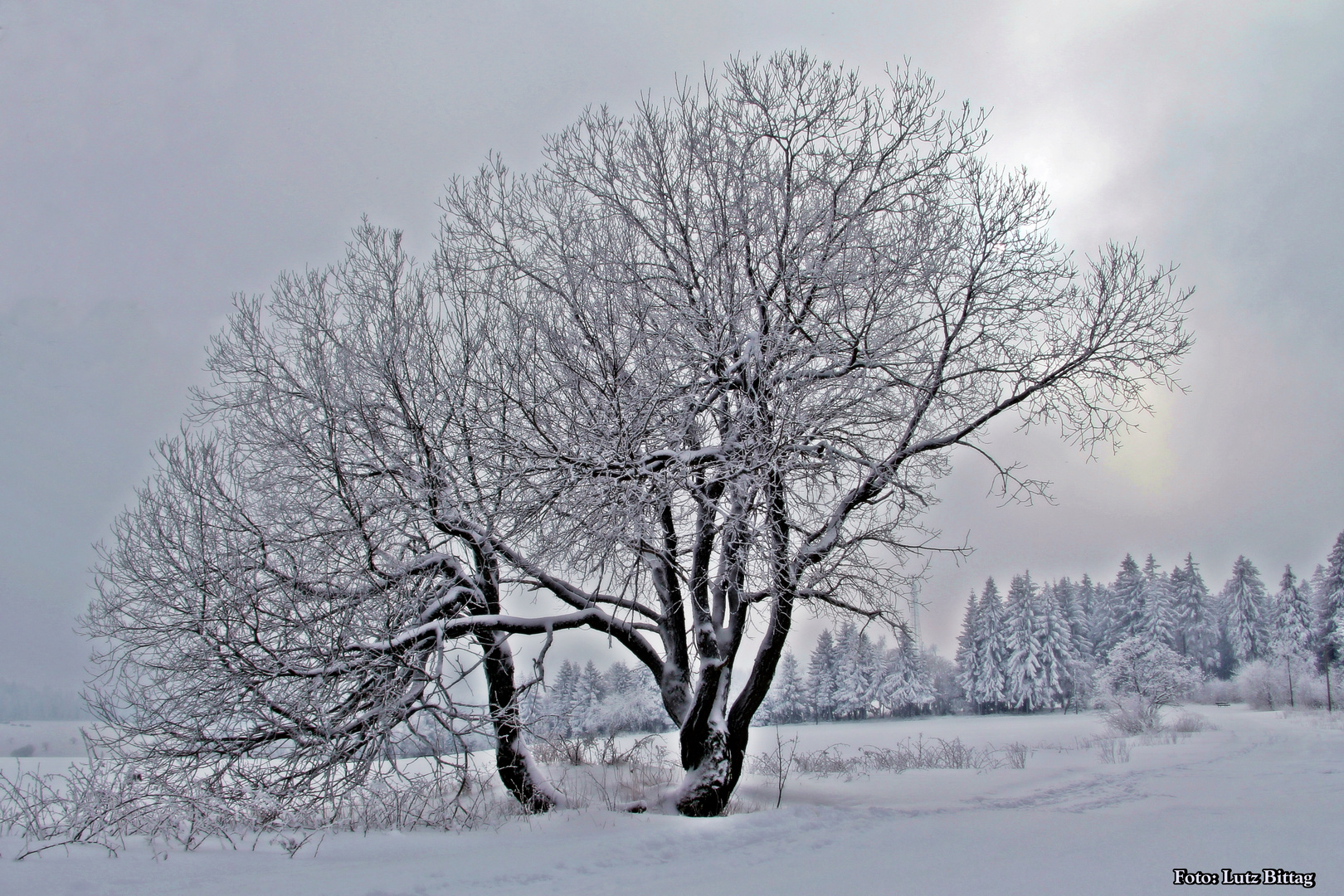 Winter Wunderland