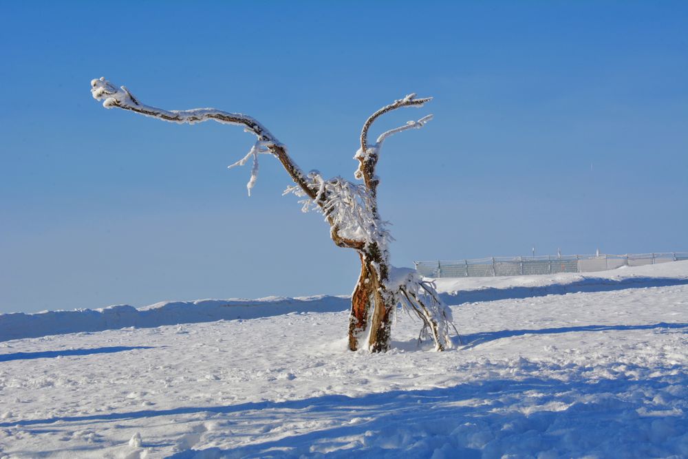 WINTER - Zauber