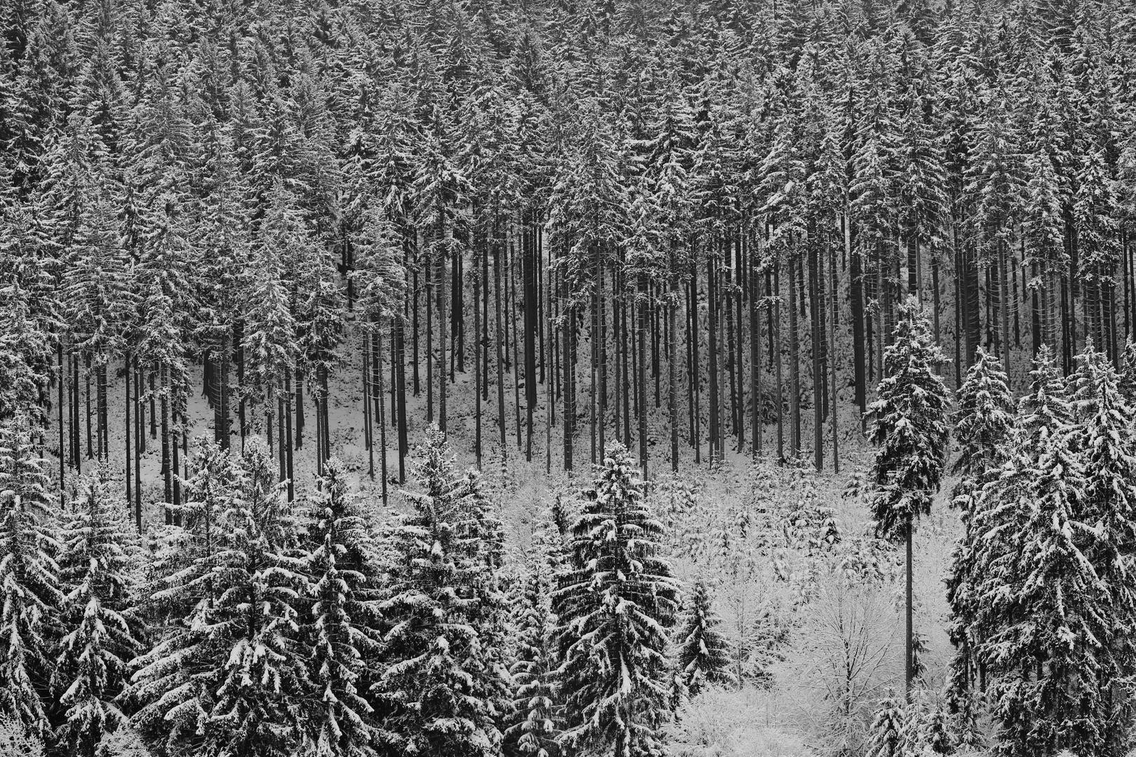 Winter- Zauberwald