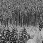 Winter- Zauberwald