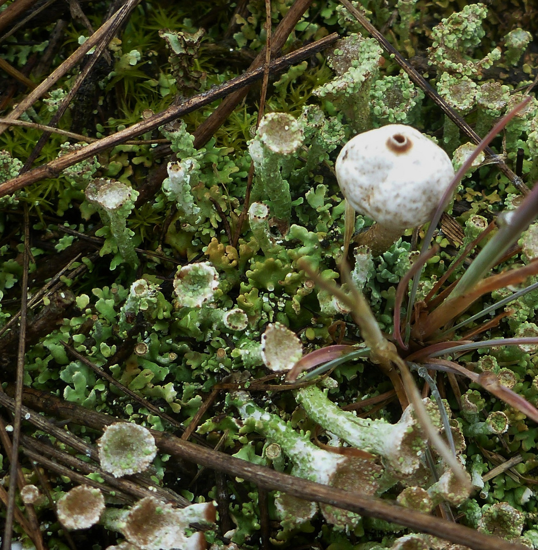 Winter- , Zitzen-Stielbovist (Tulostoma brumale)