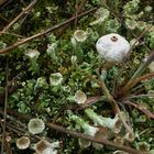 Winter- , Zitzen-Stielbovist (Tulostoma brumale)