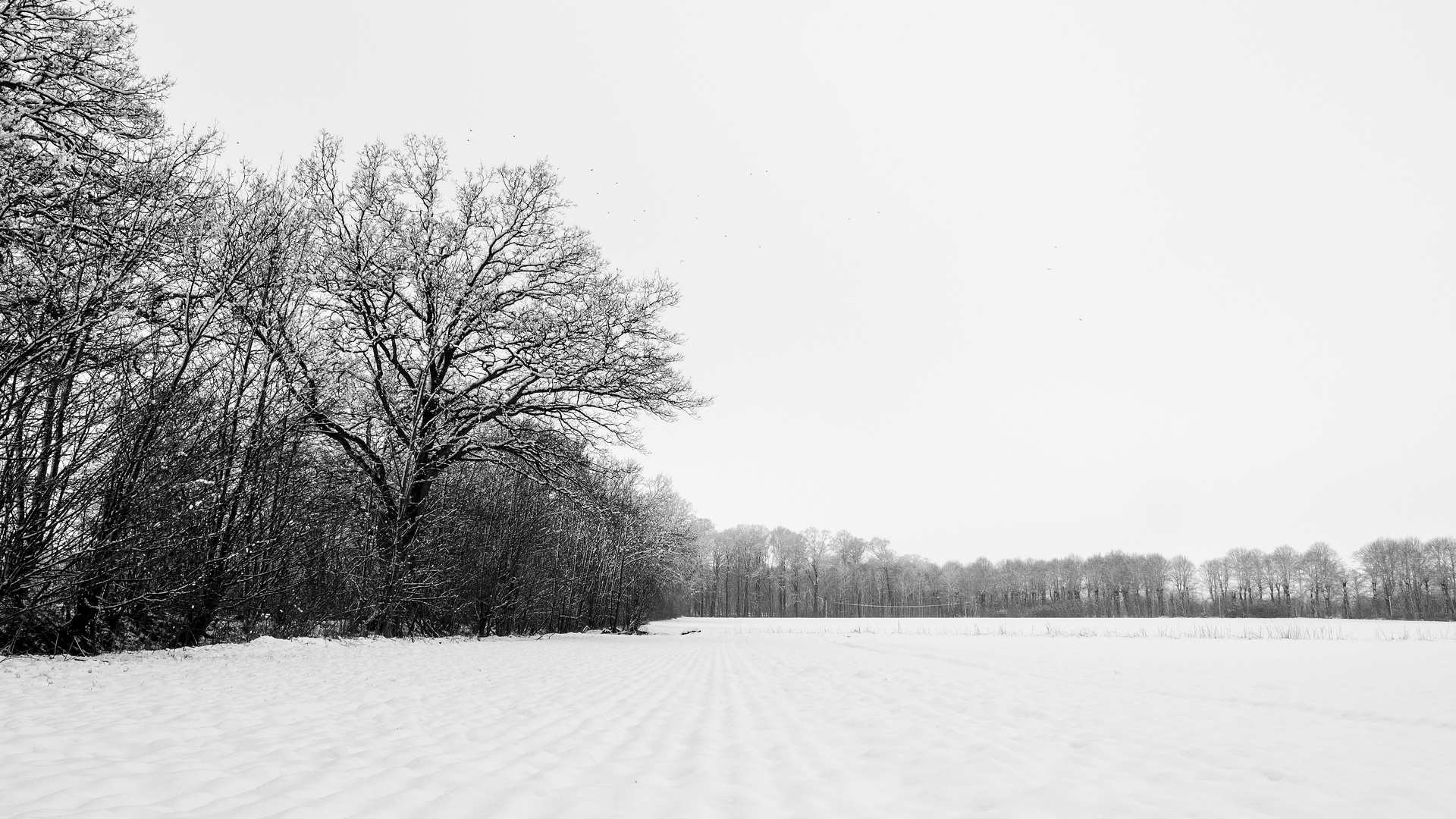 Winter zwischen Feld und Wiesen