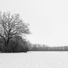 Winter zwischen Feld und Wiesen