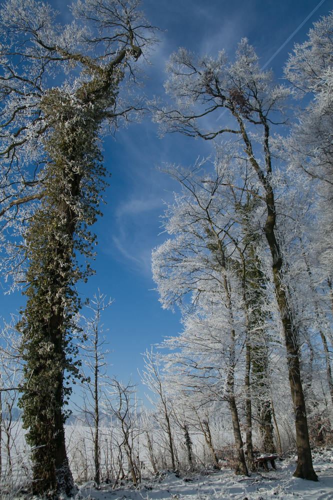 Winter zwischen Höpingen und Laer