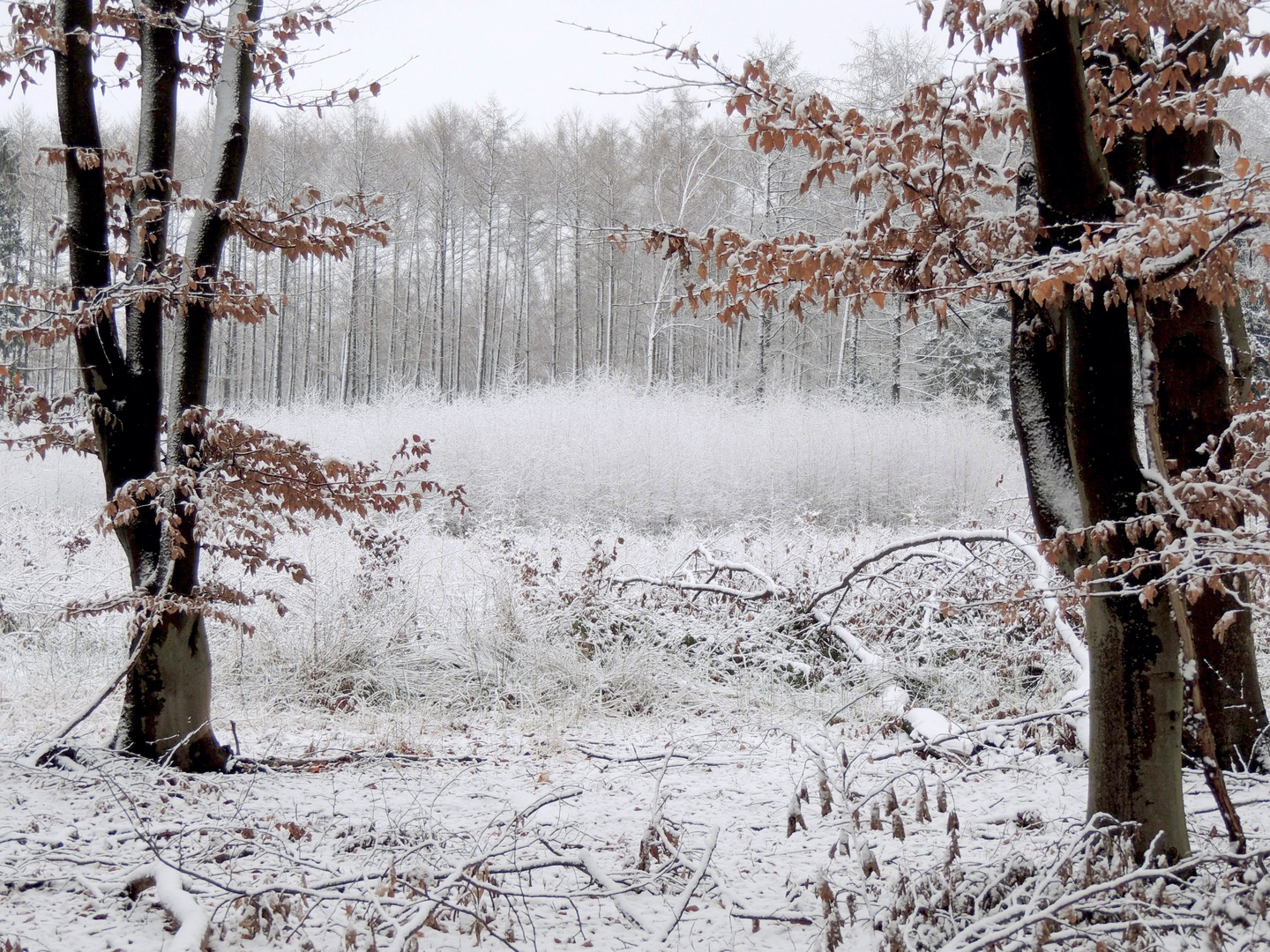 Winter zwischen Rhein und Ruhr 2015...