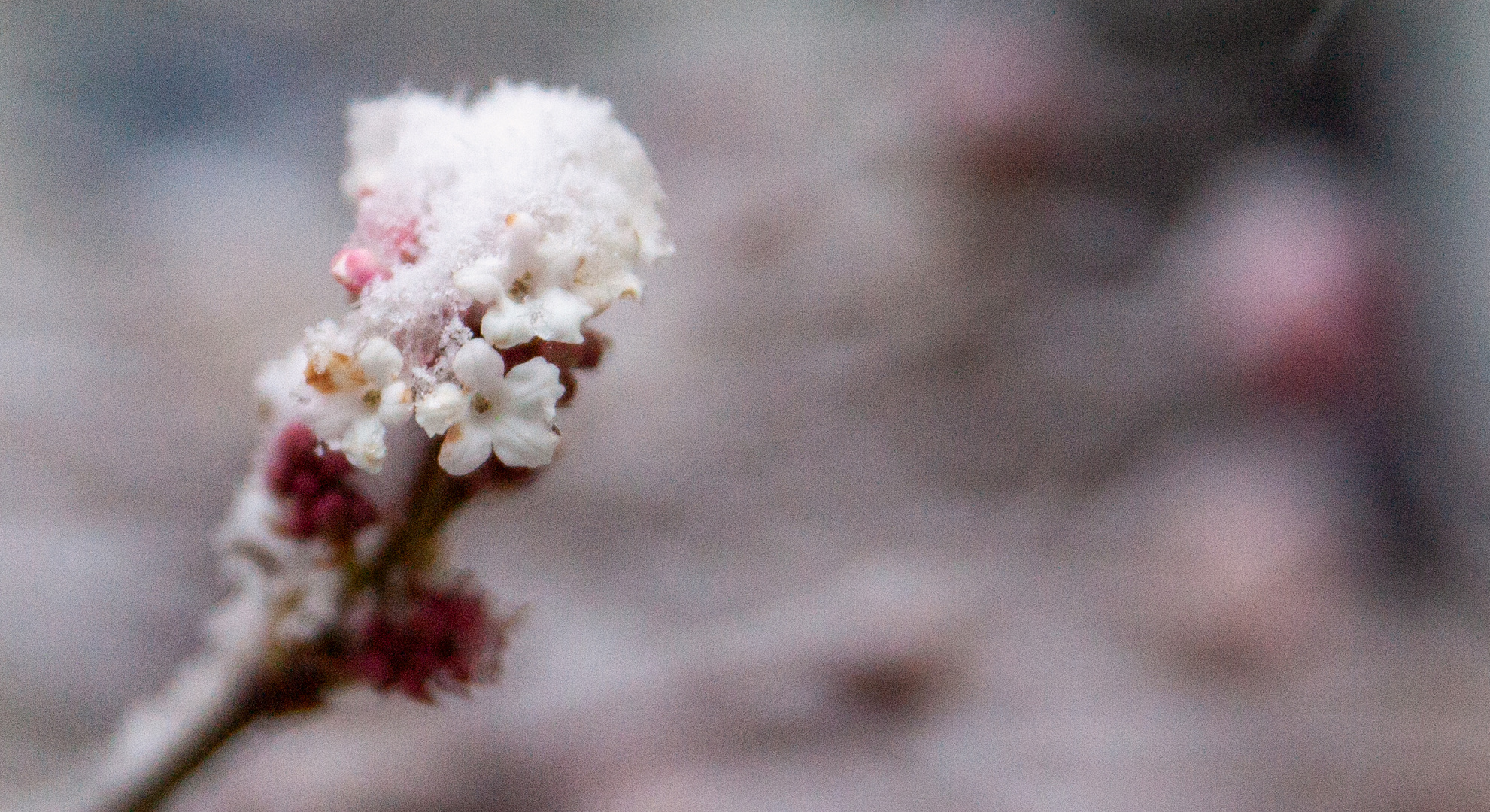  Winter2021 Mit dem Hach Früling