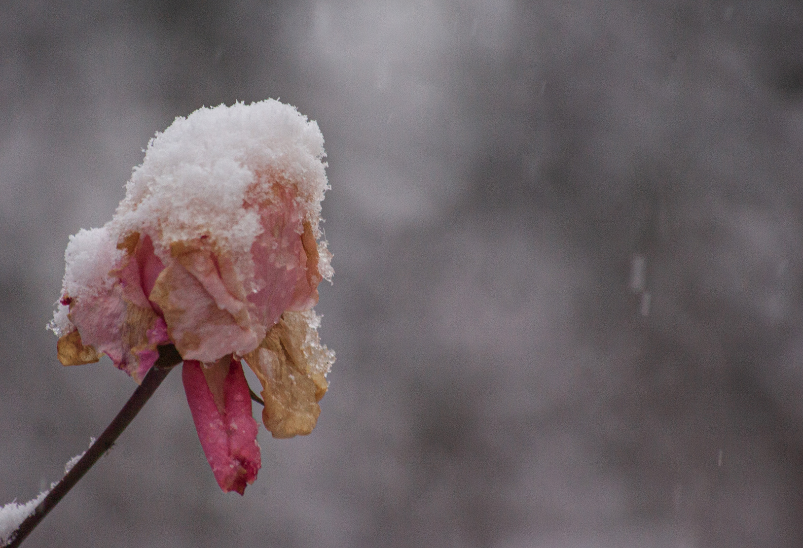  Winter2021 Rose im Schnee