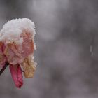  Winter2021 Rose im Schnee