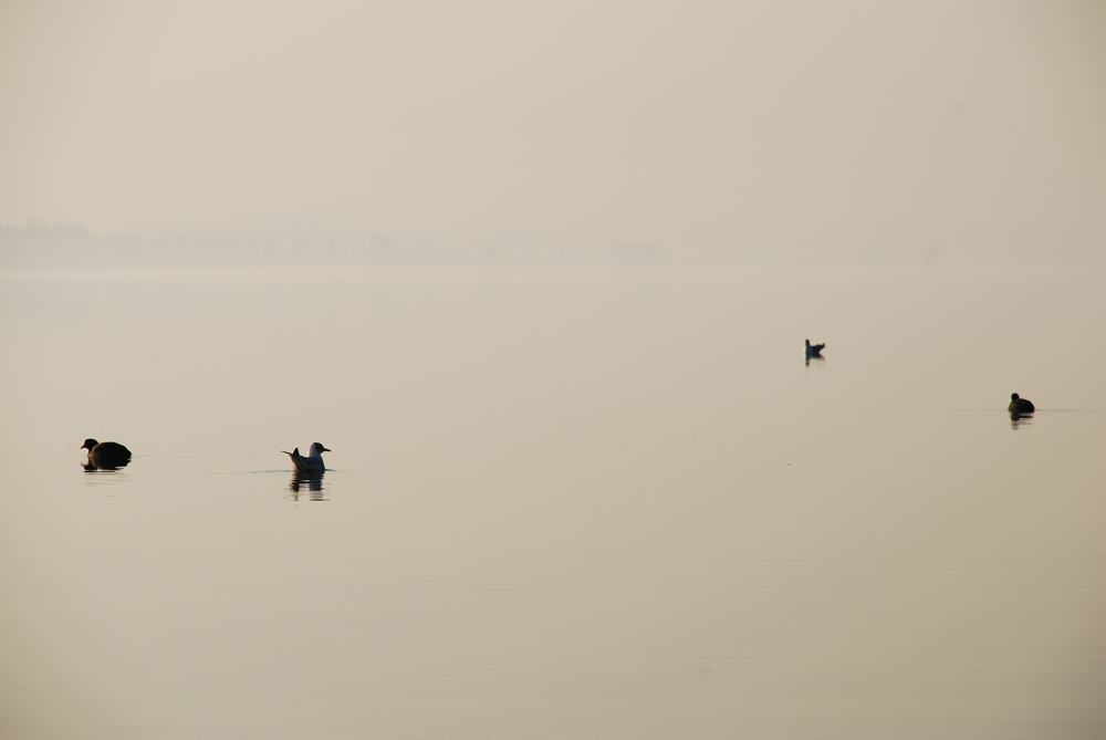 Winterabend am Bodensee (1)