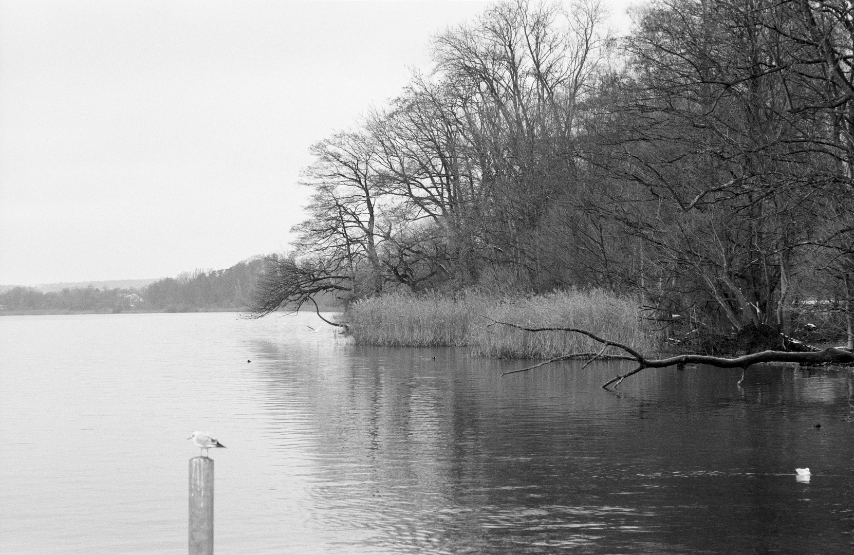 Winterabend am Greifensee 1