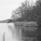 Winterabend am Greifensee 1