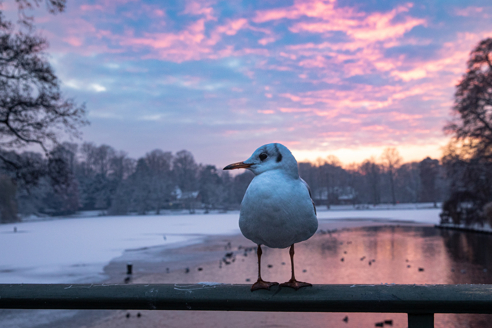 Winterabend am Lübecker Mühlenteich 