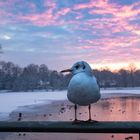 Winterabend am Lübecker Mühlenteich 