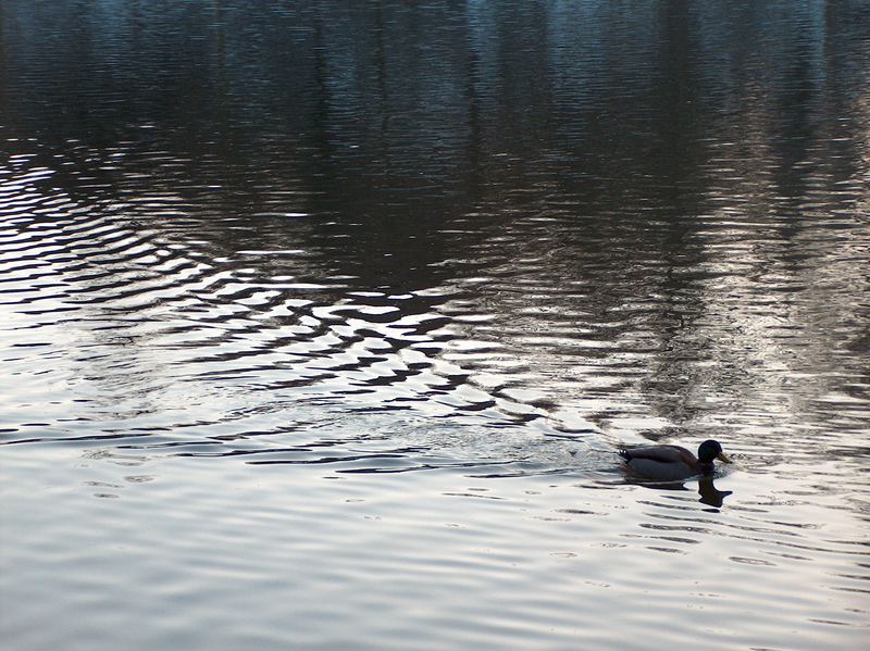 Winterabend am Teich (2)