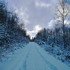 Winterabend im Burgbergwald