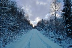 Winterabend im Burgbergwald