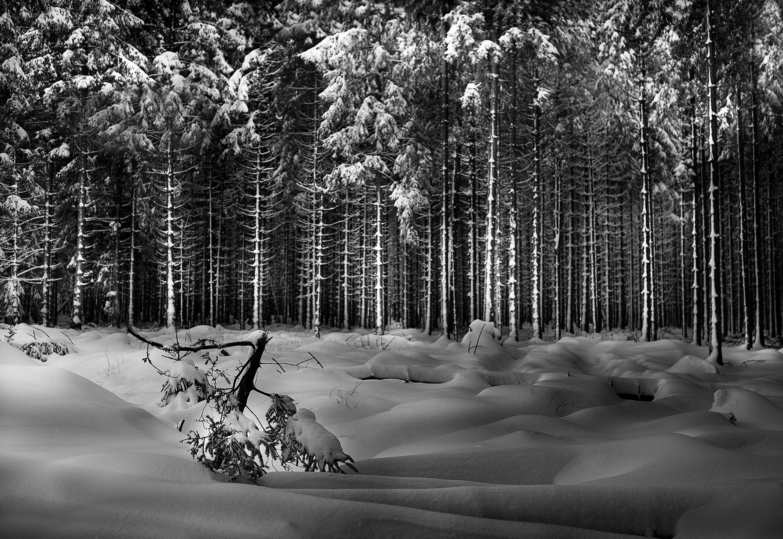 Winterabend im Hohen Venn 