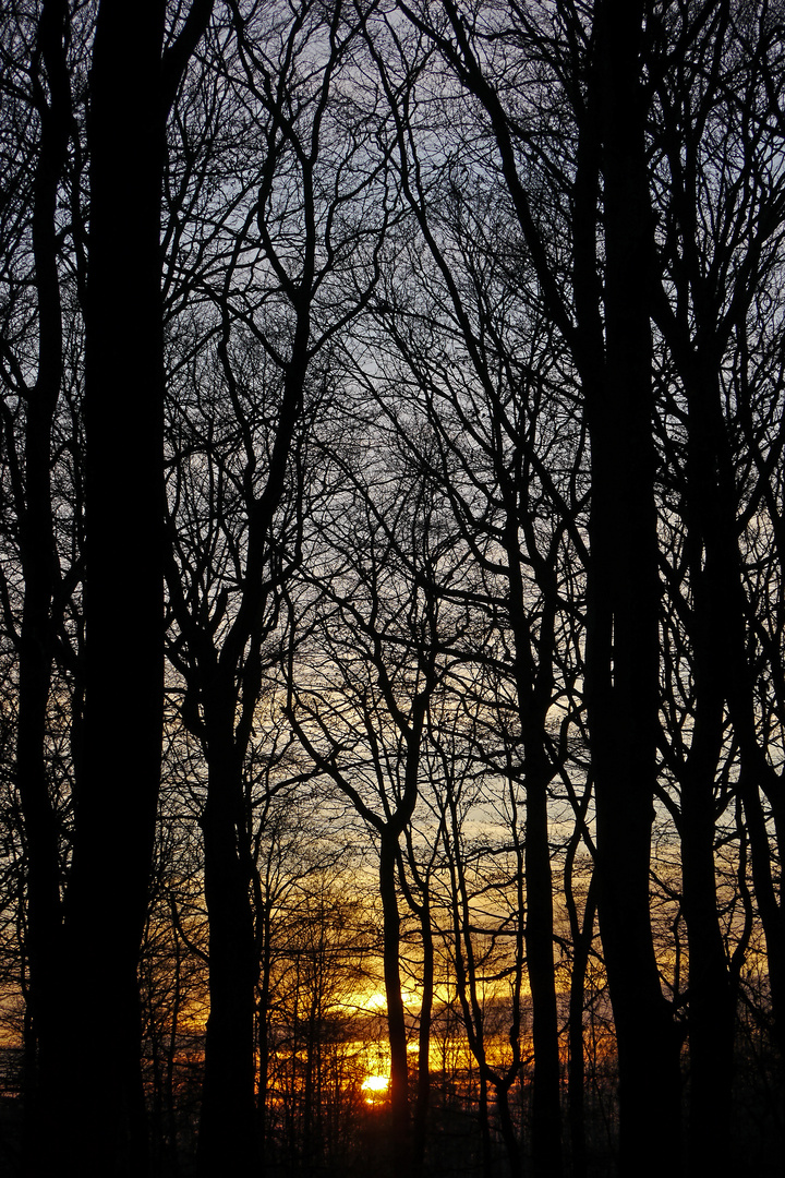 Winterabend im Wald