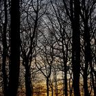 Winterabend im Wald