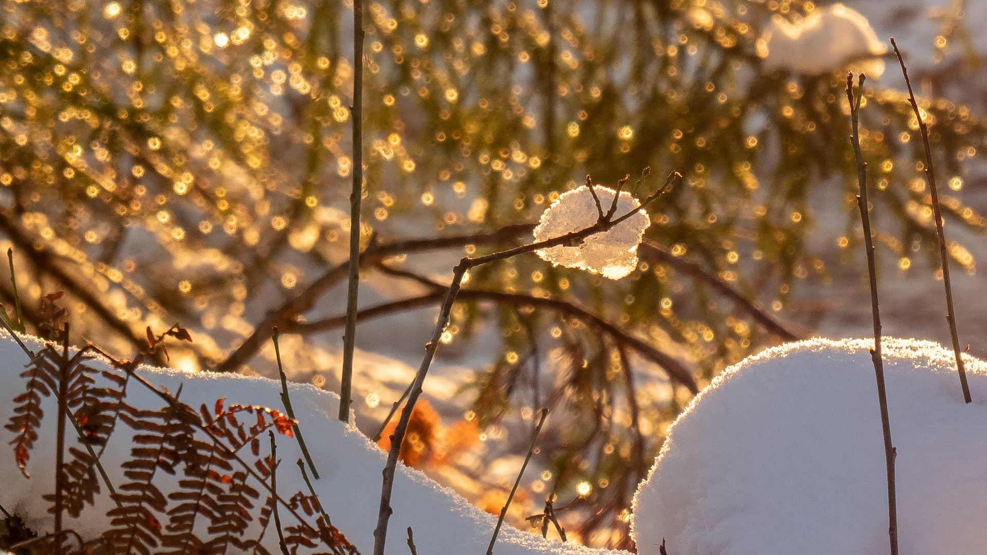 Winterabend im Wald