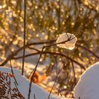 Winterabend im Wald