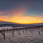 WINTERABEND im WEINBERG