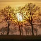 Winterabend in der Südheide. 