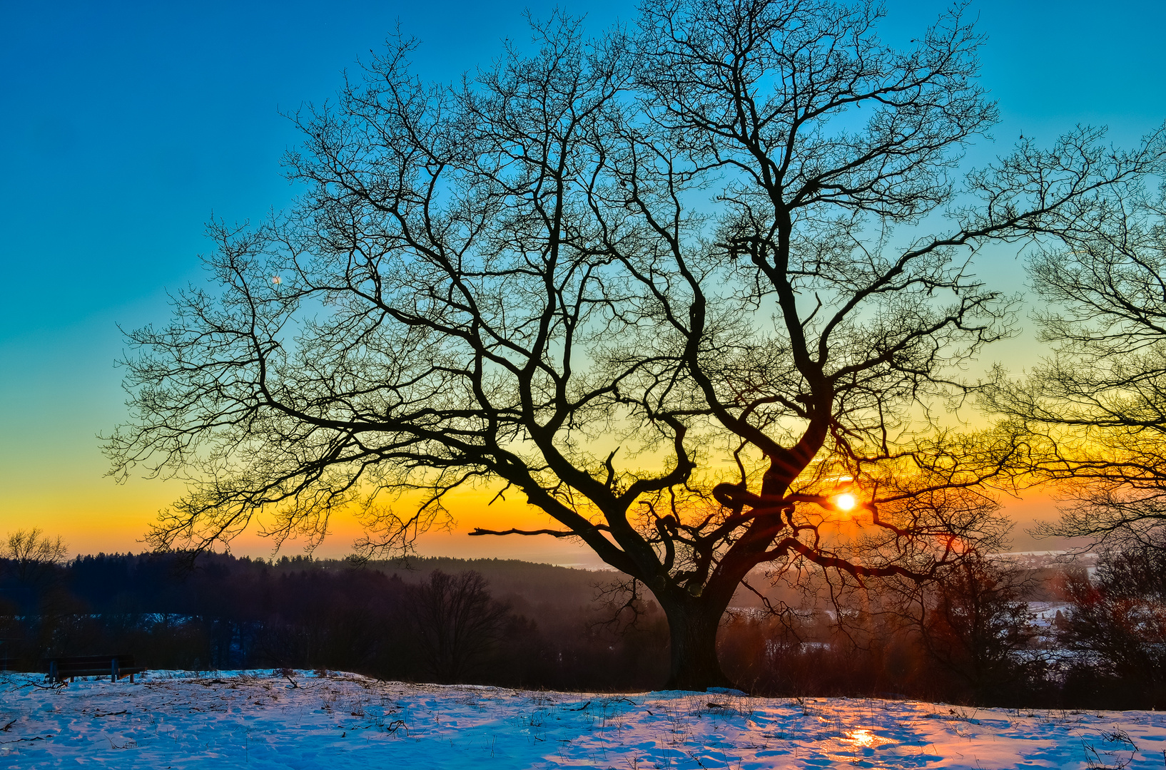 Winterabend mit alter Eiche