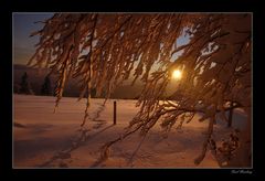 Winterabendlicht