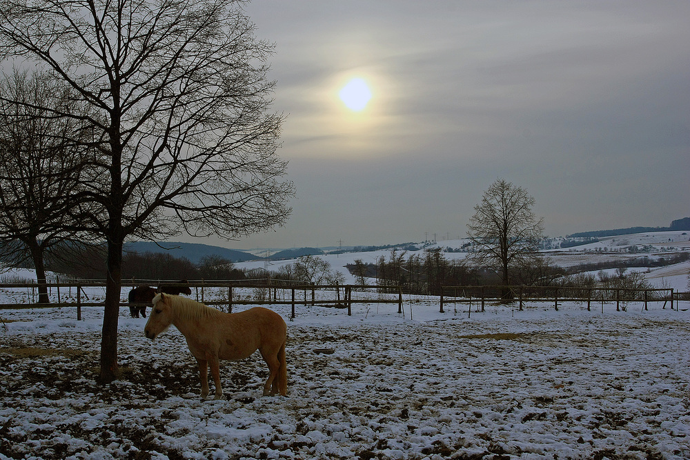 Winterabendlicht