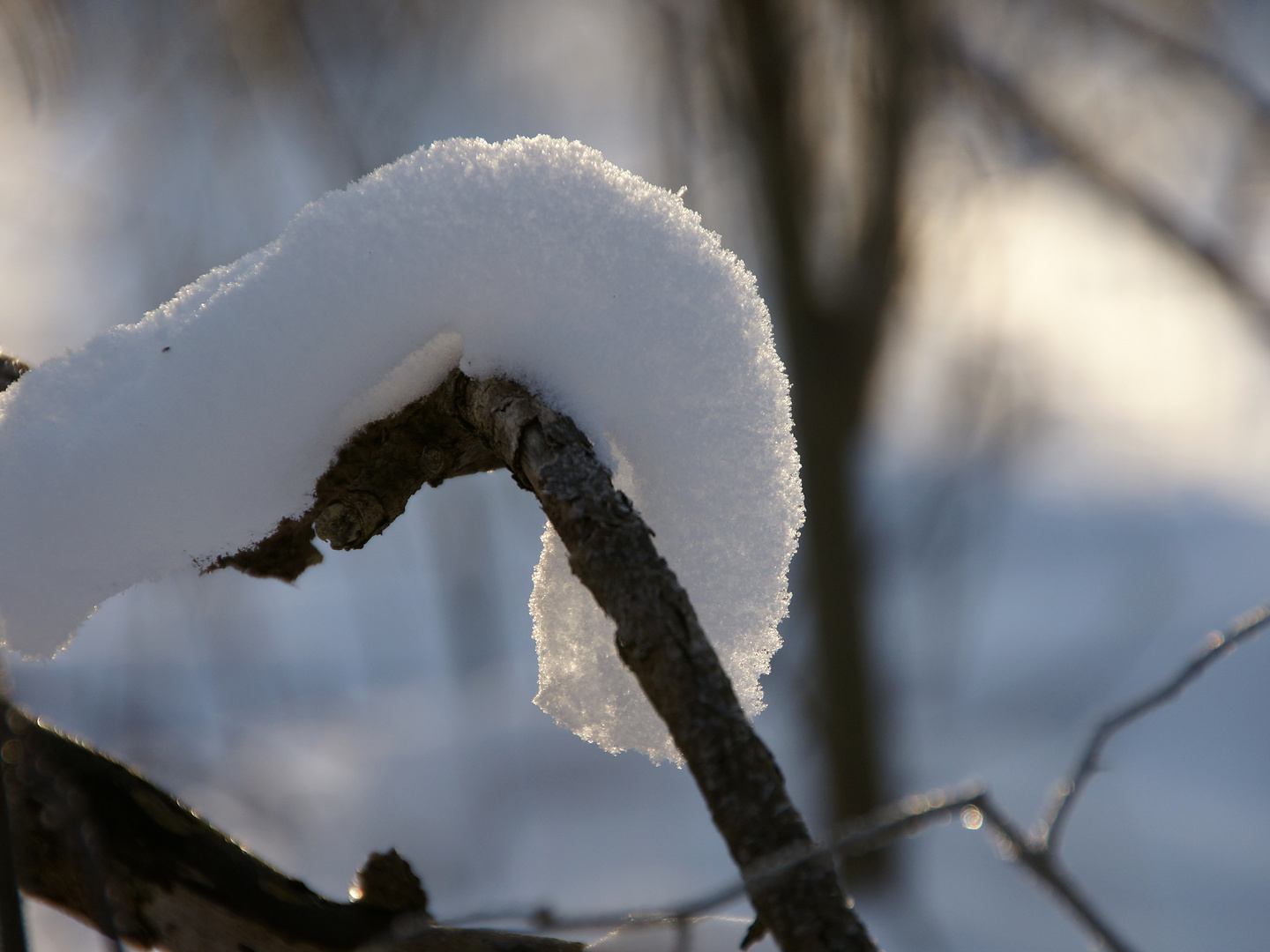 Winteradewurm