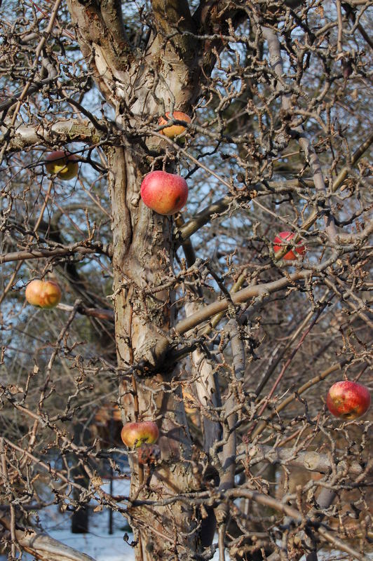 Winteräpfel