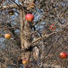 Winteräpfel