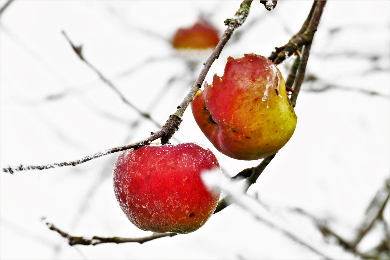 Winteräpfel