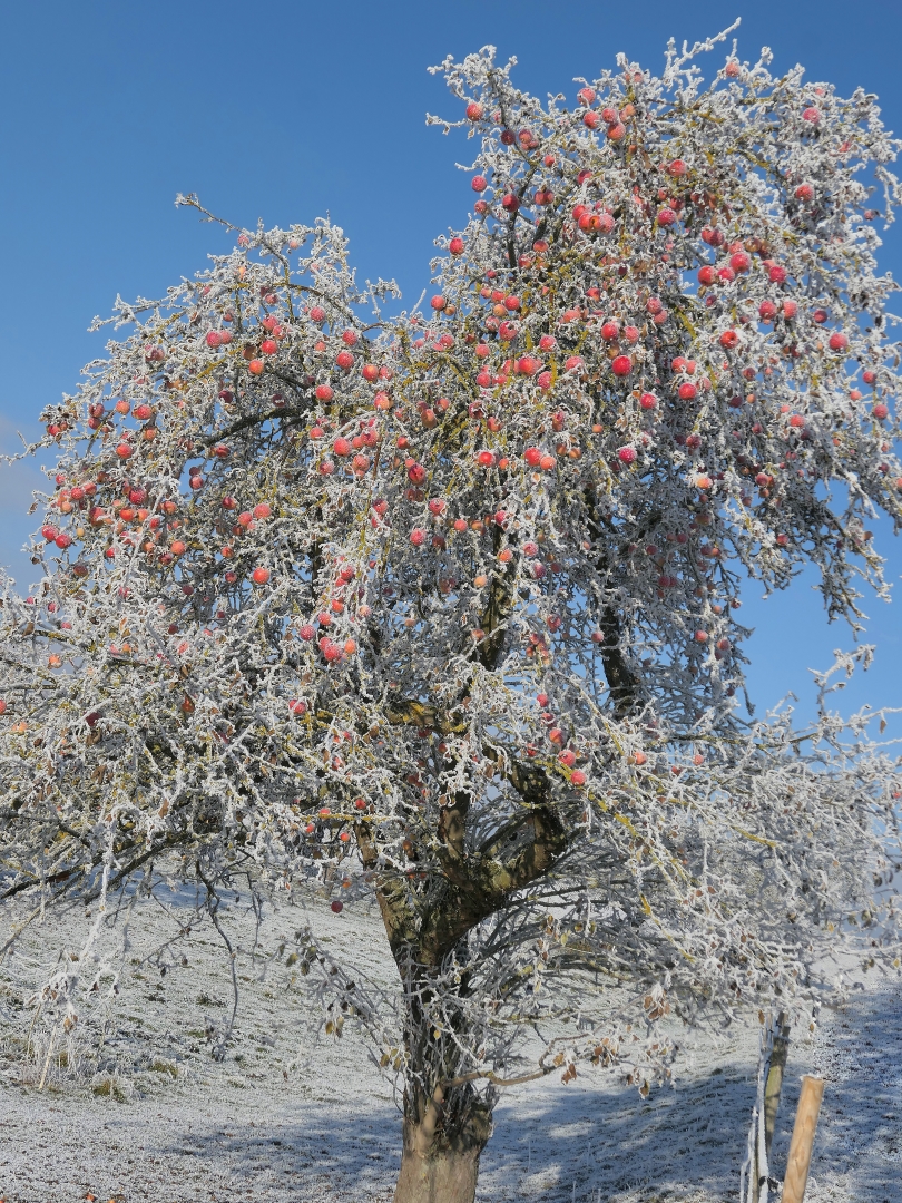 Winteräpfel