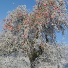 Winteräpfel