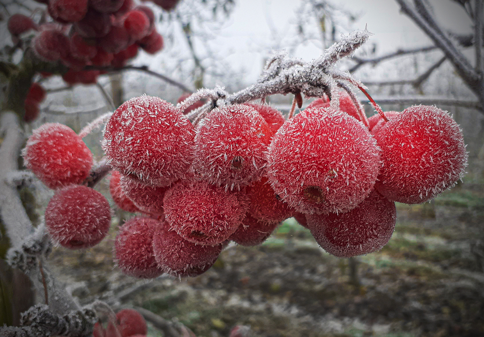 winteräpfel 2