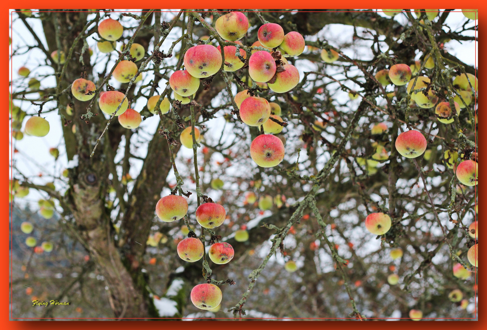 Winteräpfel 2