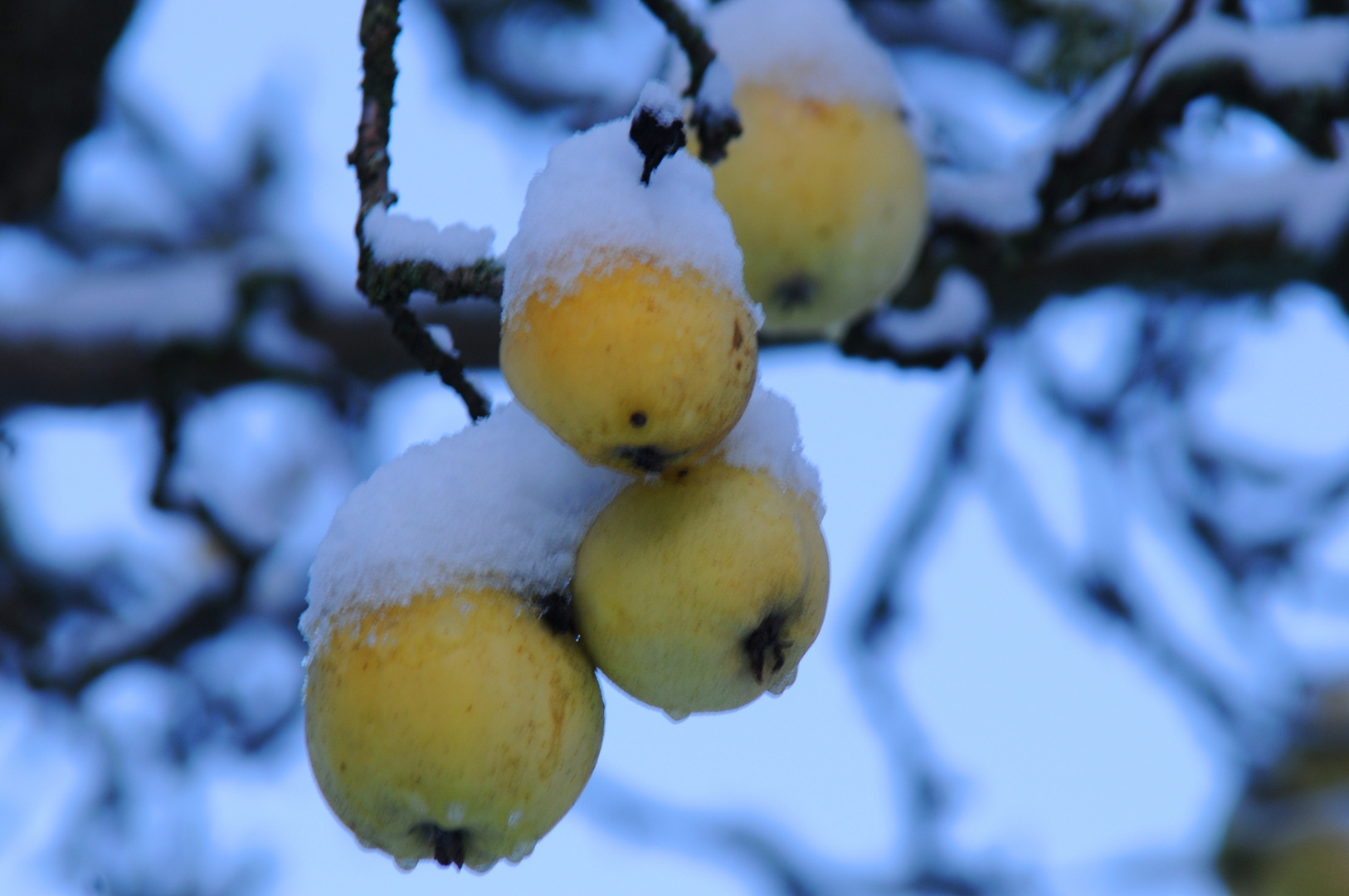 Winteräpfel