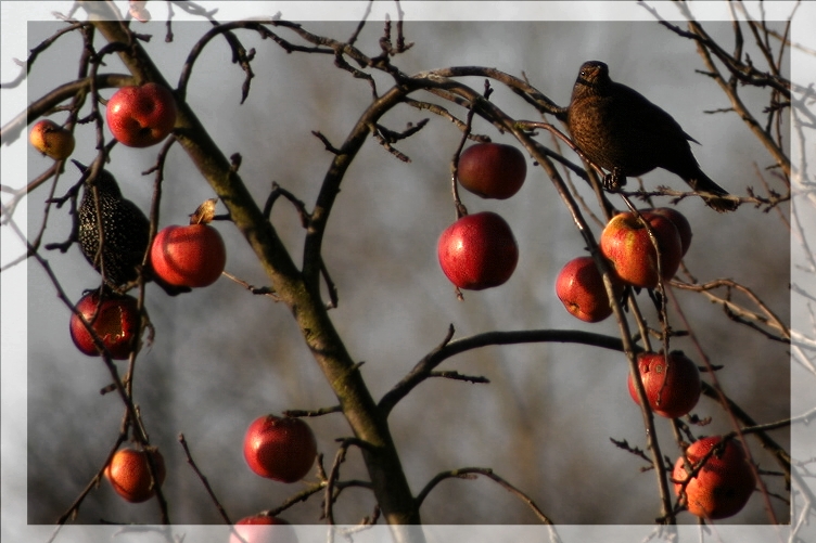 Winteräpfel